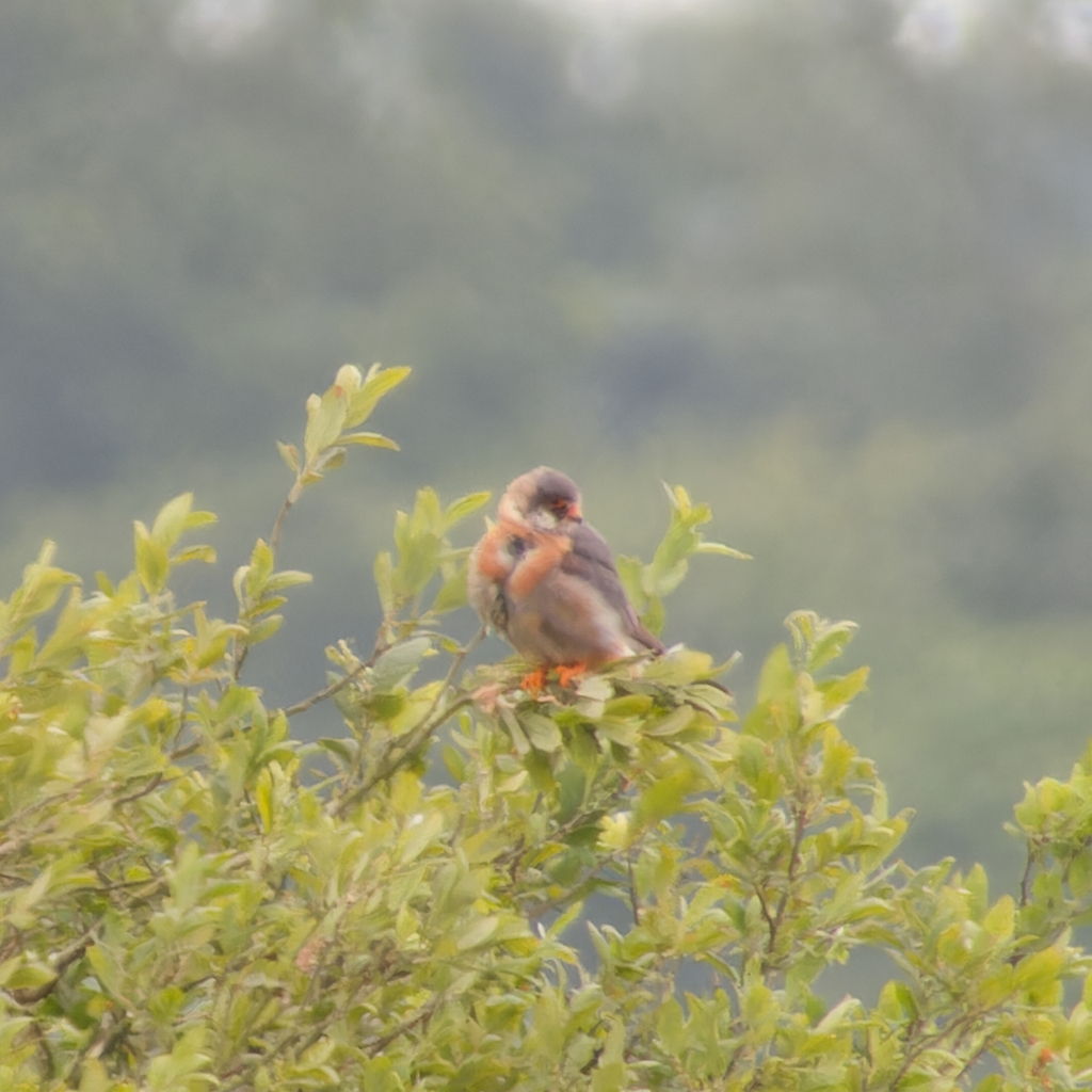 Photo of Red-footed Falcon